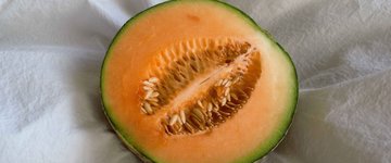 Cantaloupe