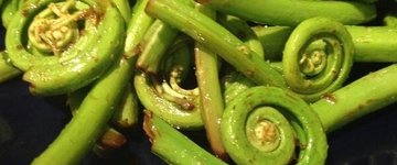 Steamed Fiddleheads