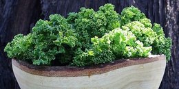 Green Buddha Bowls 