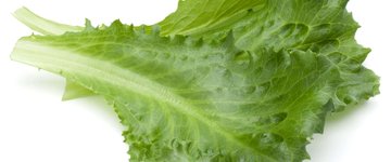 Curried Chicken Salad on Endive