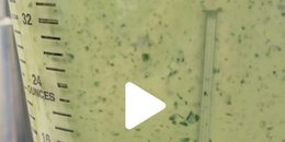 Green Goddess Roasted Veggie Dressing